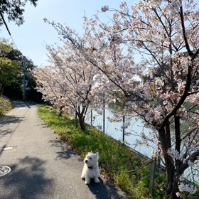 春のお散歩の画像