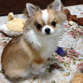 ケンケンケン太の画像