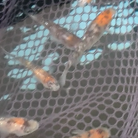 寝れた(*^^*)の画像