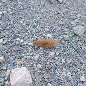 風に吹かれてKMC(毛虫苦手な人注意)の画像