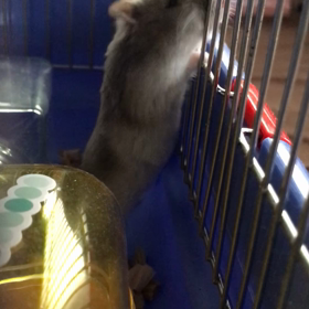 おねだり上手No.2の画像