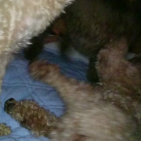 レオンとジミーの画像