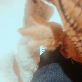 もふもふはモフモフがすき  の画像