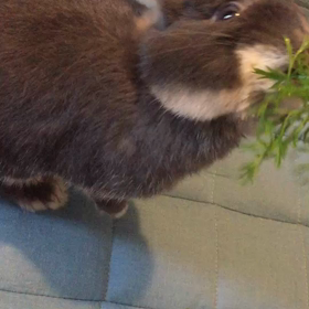 シェロ、元気です。相変わらずに。の画像