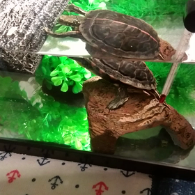 できるかな？の画像