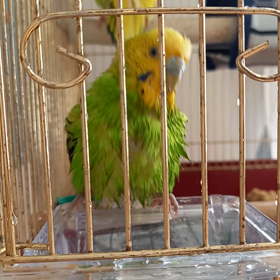 おくちゃんの水浴びの画像