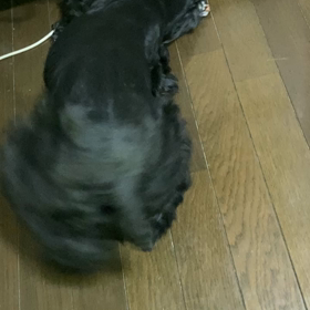 ここ掘れ　わんわん？の画像