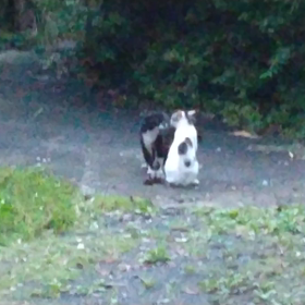 にゃんこバトルの画像