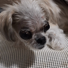 お咳が出るのよね。の画像