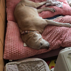 よもぎさん、爆睡の画像