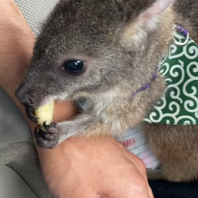 ワラビーと、お散歩帰りの画像