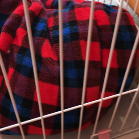 ボケそらの画像