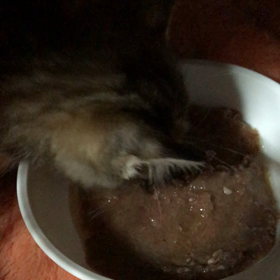 キィちゃん自分でご飯を！の画像