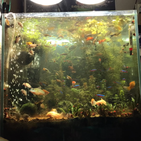 日記、2018/01/20（動画あ  ります）。の画像