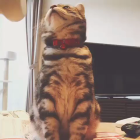 変な鳴き声の画像