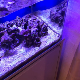 海水魚とカエルの画像