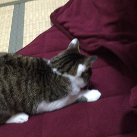 ネコまっしぐらの画像