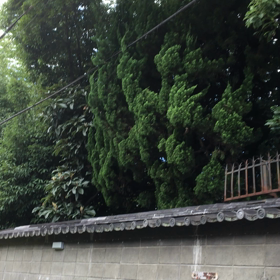 2017年07.21 京都の画像