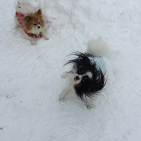 チョコうるさい…の画像