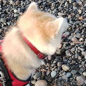 引き続き用宗海岸での朝散歩。車を降りた途端に走り始めた未来丸。お〜！ヤル気十分？と思いきや、下痢の画像
