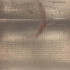 金魚のピッピ、お食事中！の画像