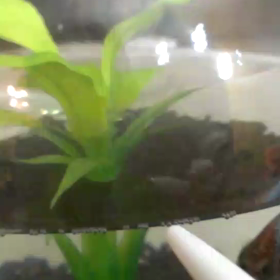 ジェイド君のフレアリングの画像