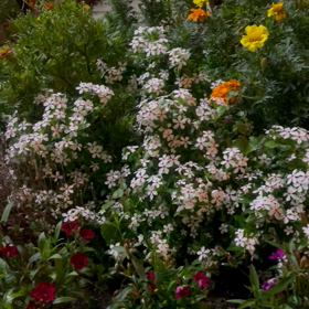 ガーデニングの画像