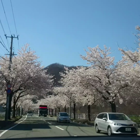 さくらトンネルの画像