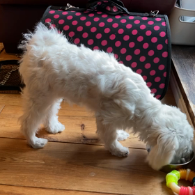 ごちそうさまをするワンコの画像