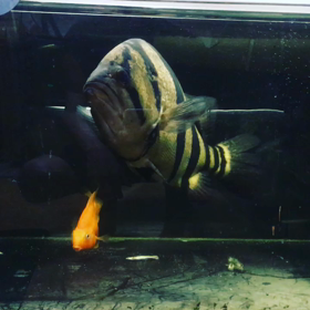 本ダトの動画。の画像