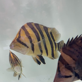 スーパー黄金イエロー！！の画像