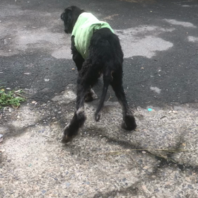 友禅　一進一退の画像