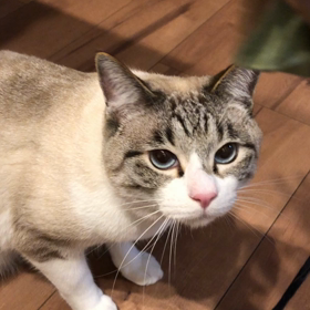 ひたすらかわいいの画像