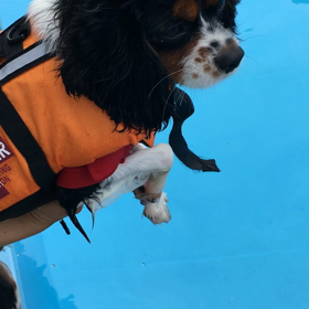 ■わんちゃんプールにて２■の画像