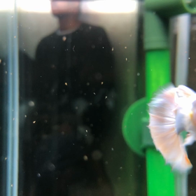 ブラインシュリンプ もぐもぐタイムの画像