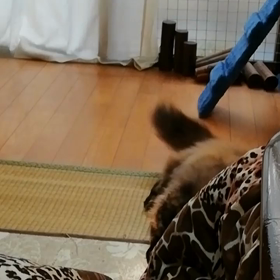 びびたんとお魚となみねーたんぶるぶるの画像