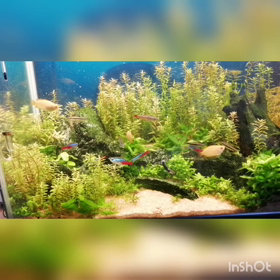 メイン水槽　餌やり直後の画像