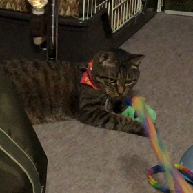 11歳猫でも、お子ちゃまの画像