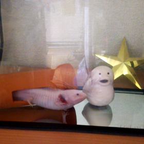 今日のウパさん♪の画像