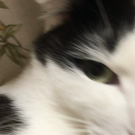 伝えられない！の画像