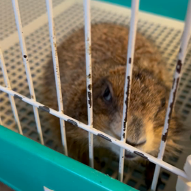 小次郎9歳になりましたの画像