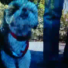 はなちゃん  with  爺の画像