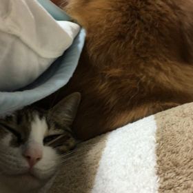 デールとチップ。お散歩で….凄いぞ！娘。の画像