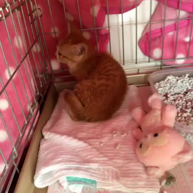 さとおや絶賛募集中 3の画像