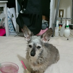 ティアラの催促の画像