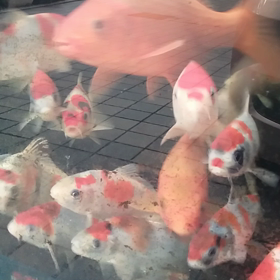 あ～～～の画像