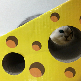 チーズがやってきたの画像