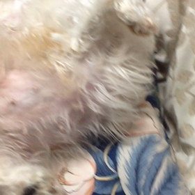 土曜スペの画像