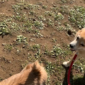 4月13日12わんこと1時間遠足  代々木公園の画像