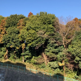 初鶯の声聴きました！馬話ではありませんの画像